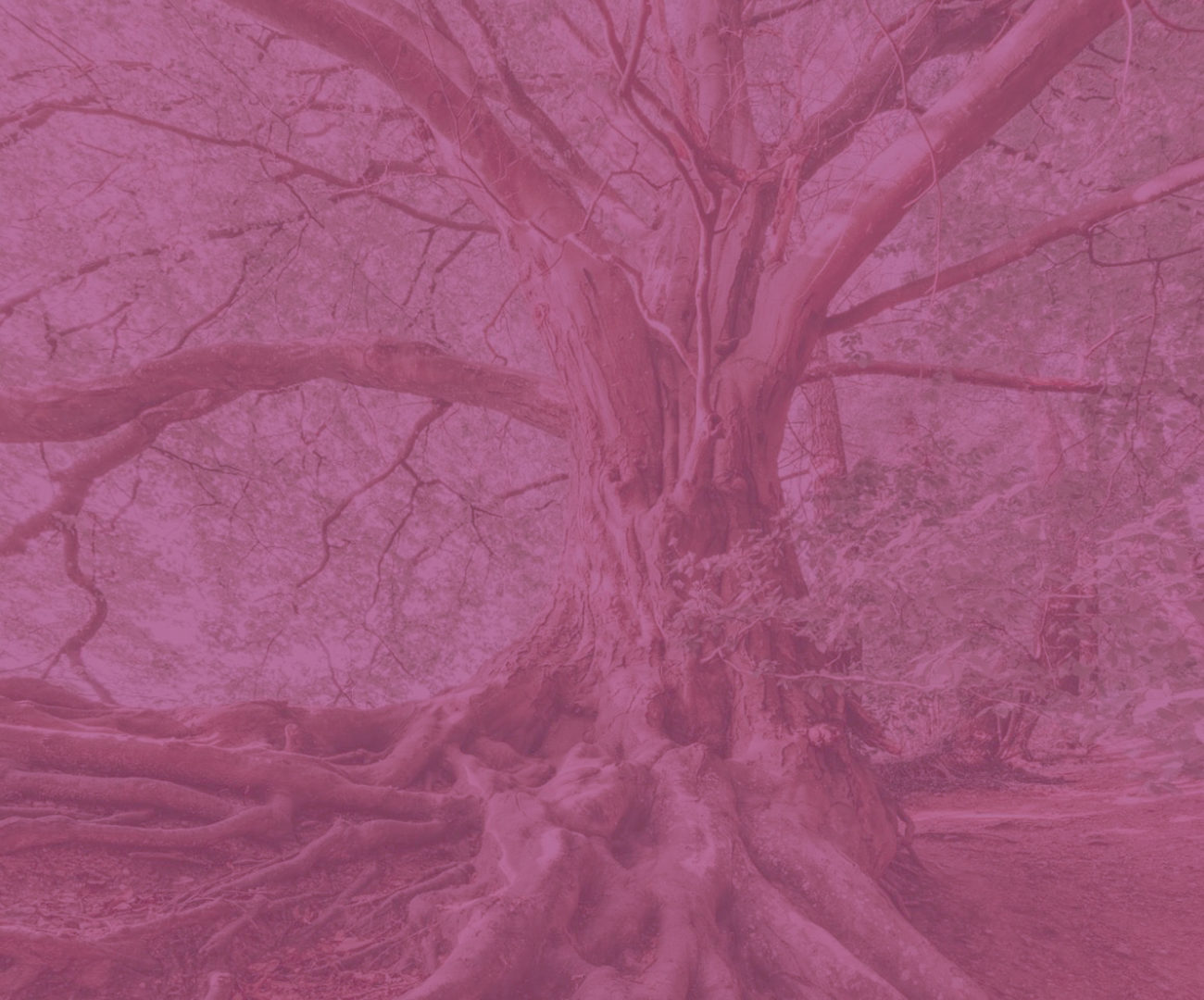 Contemporary Roots \ Matera 2019