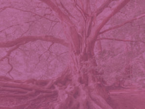 Contemporary Roots \ Matera 2019