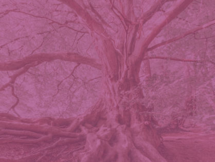 Contemporary Roots \ Matera 2019